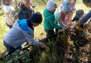 dzieci porządkują grupowy ogródek z ziołami